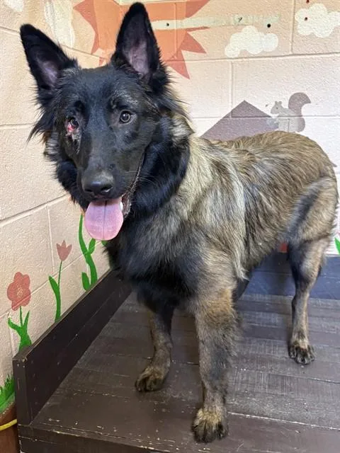 A young large-sized male German Shepherd Dog dog named Flint for adoption in Castaic, CA