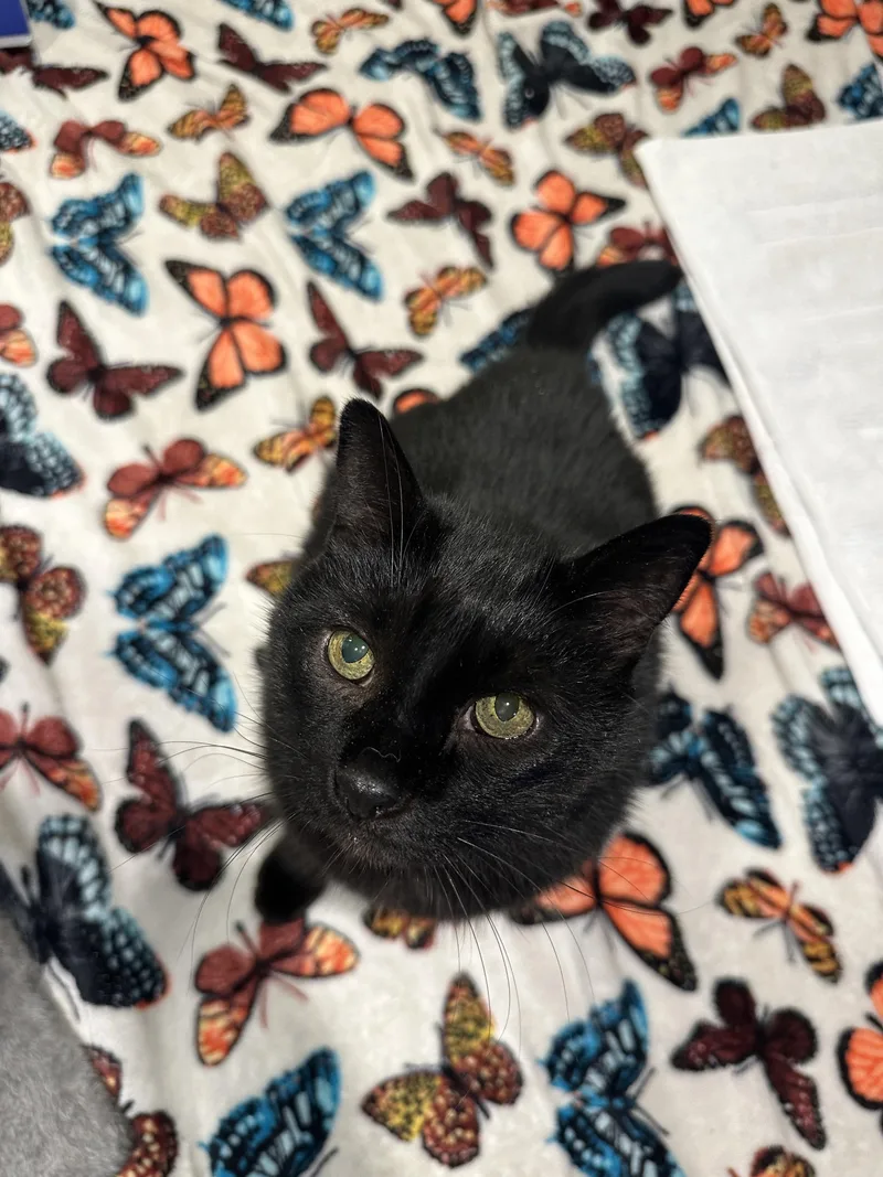 A senior large-sized male Black Domestic Short Hair cat named Joey for adoption in Quakertown, PA