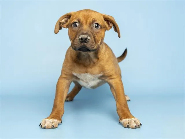 A baby small-sized male German Shepherd Dog dog named Gustavo for adoption in Phoenix, AZ