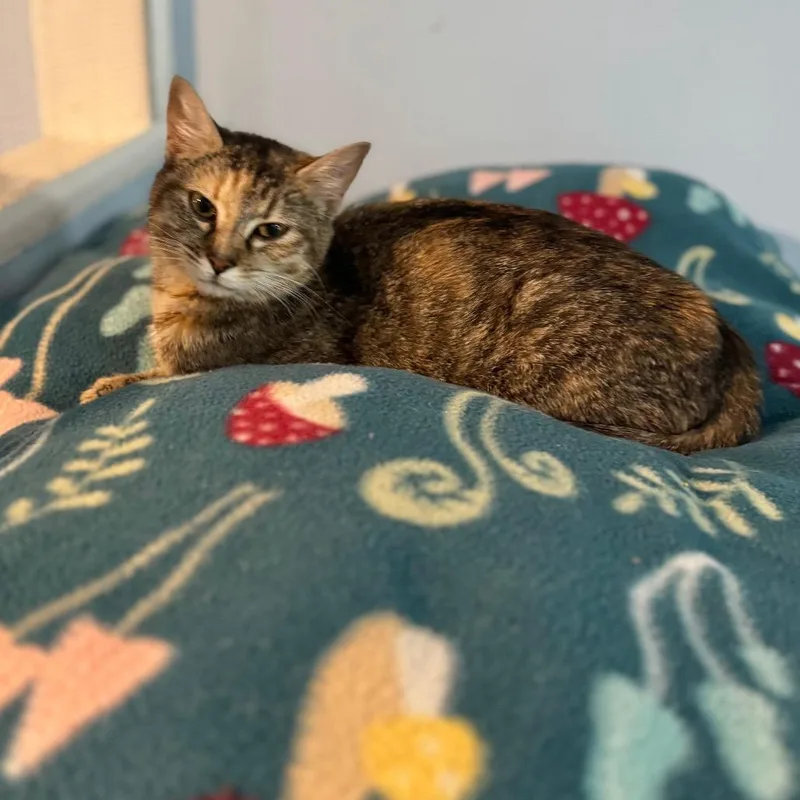 A young medium-sized female Brown / Chocolate Domestic Short Hair cat named Flora for adoption in Brownsboro, AL