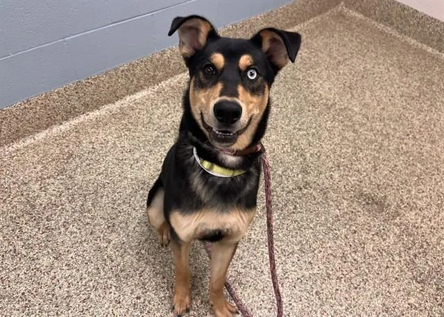 A young medium-sized male Husky dog named Rosko for adoption in Colorado Springs, CO