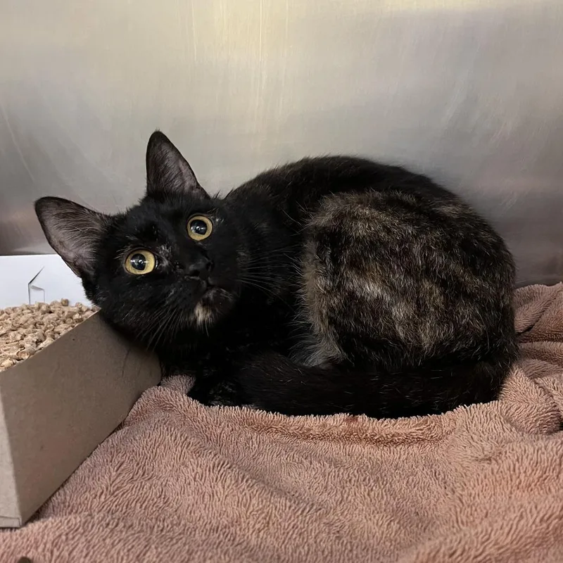 An adult medium-sized female Black Domestic Short Hair cat named "Mrs. Swimmer" for adoption in Perkiomenville, PA