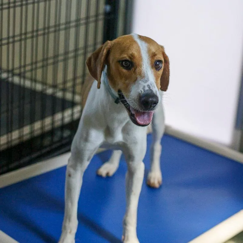 A young medium-sized female White / Cream Hound dog named Tippy for adoption in Bradenton, FL