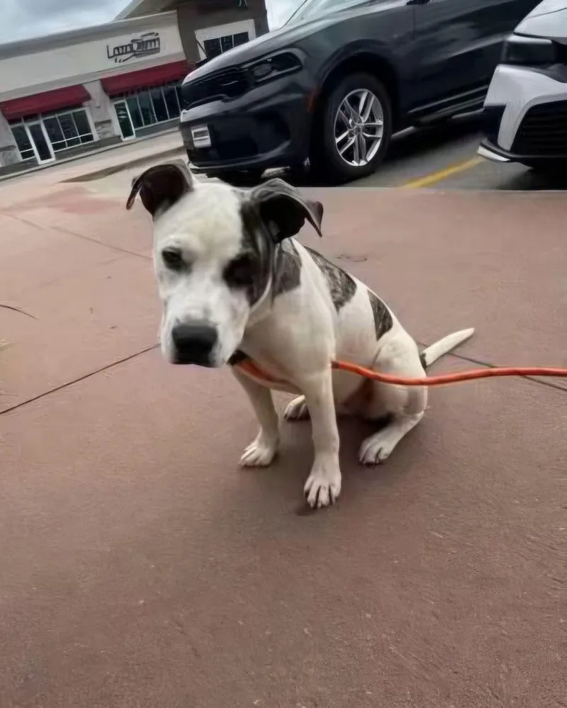 An adult medium-sized male White / Cream Pit Bull Terrier dog named Paul for adoption in Sioux City, IA