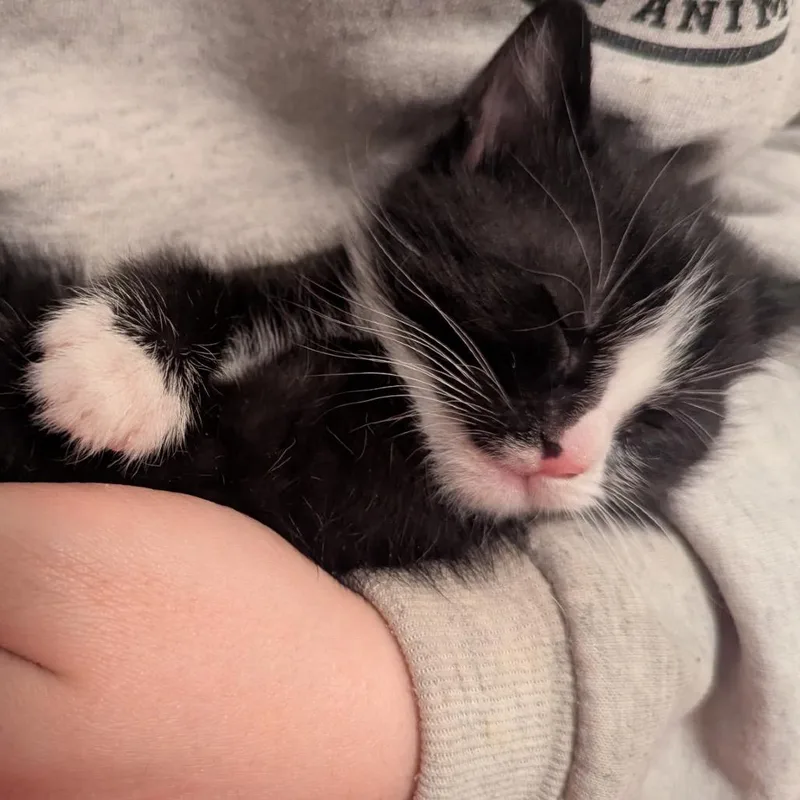 A baby small-sized male Black Domestic Short Hair cat named Fig for adoption in Bountiful, UT