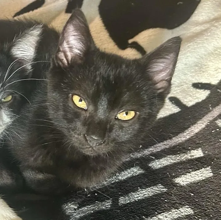 A baby medium-sized male Black Domestic Short Hair cat named Eric for adoption in Greensburg, PA