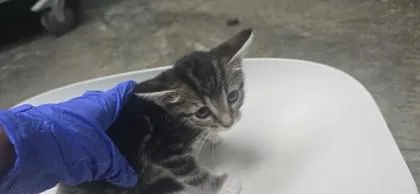 A baby small-sized female Domestic Short Hair cat named Hermione Granger for adoption in Paducah, KY