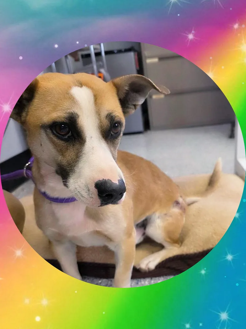 A young small-sized male Yellow / Tan / Blond / Fawn Corgi dog named Sweet Sancho for adoption in Queen Creek, AZ
