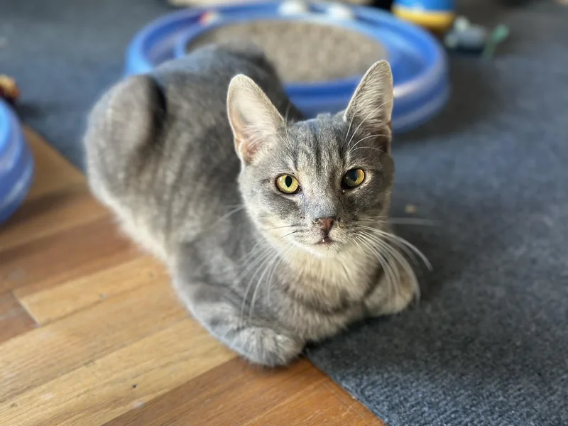 A young medium-sized male Tabby (Gray / Blue / Silver) Tabby cat named Mike for adoption in Greensburg, PA