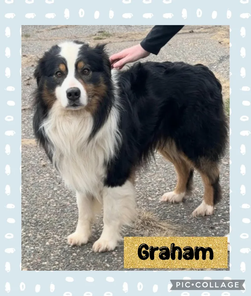 Graham