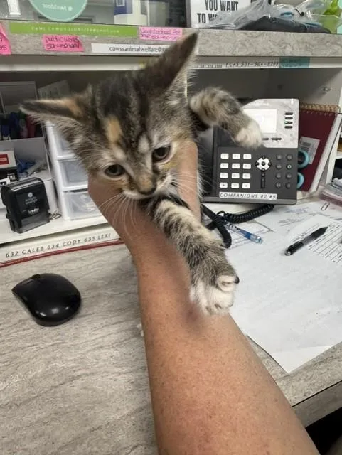 A baby small-sized female Dilute Calico Domestic Short Hair cat named Thelma for adoption in Conway, AR