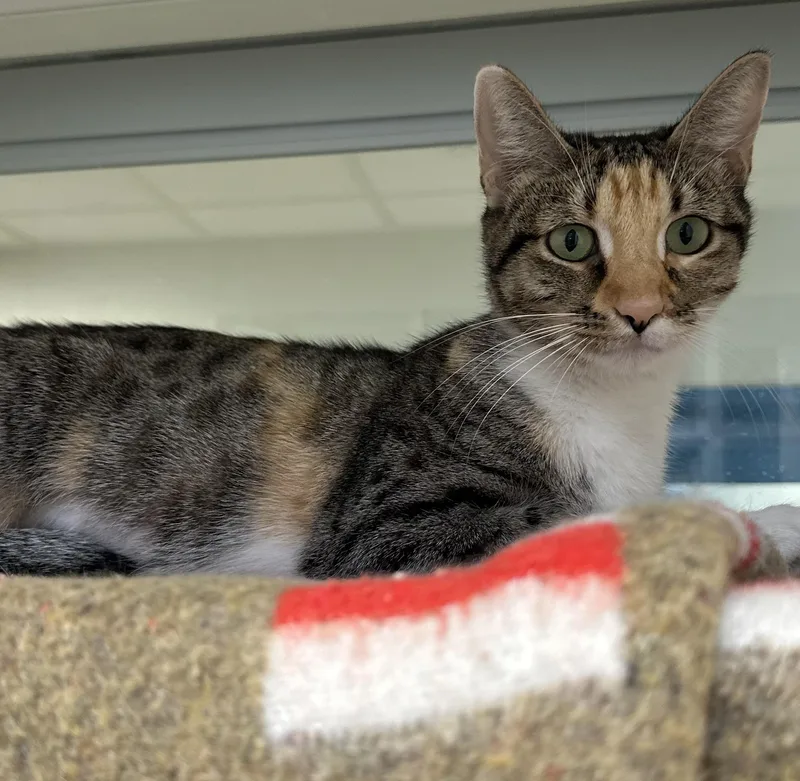 A young medium-sized female Calico Domestic Short Hair cat named Peaches for adoption in Manassas, VA