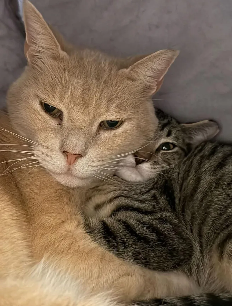 A senior medium-sized male Domestic Short Hair cat named Rosie for adoption in Reno, NV