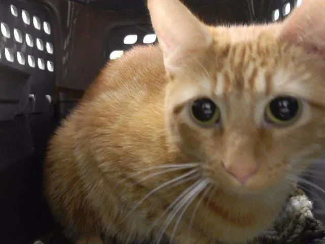 An adult medium-sized female Domestic Short Hair cat named Fia for adoption in Omaha, NE