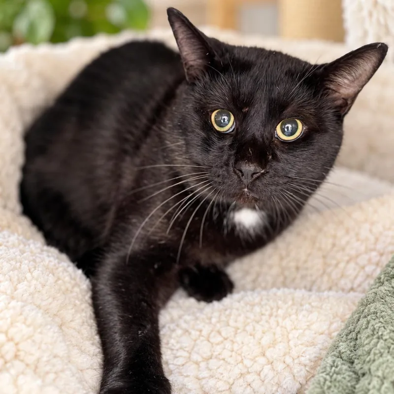 An adult small-sized male Black Domestic Medium Hair cat named Tank for adoption in Long Beach, CA