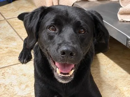 An adult medium-sized male Black Mixed Breed dog named Dooku for adoption in Georgetown, TX