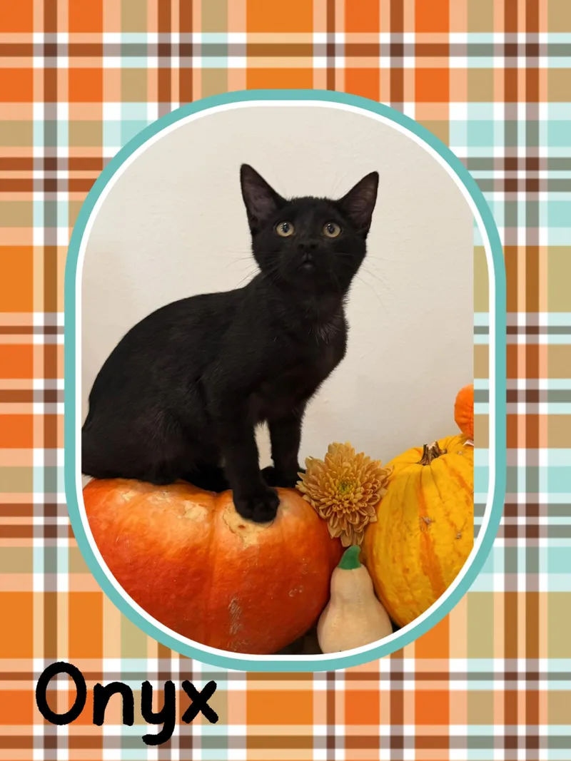 A young small-sized male Black Domestic Short Hair cat named Onyx for adoption in Noble, OK