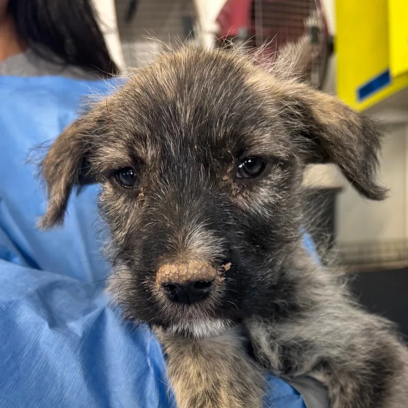 A baby small-sized male Brindle Mixed Breed dog named Hilton for adoption in Moab, UT
