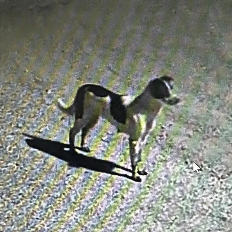 An adult medium-sized female Black Australian Cattle Dog / Blue Heeler dog named Lizzy for adoption in Warrensburg, MO