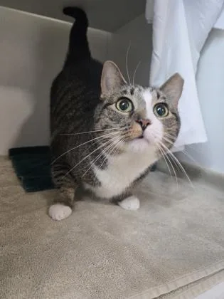 An adult medium-sized female Domestic Short Hair cat named Penelope for adoption in Savannah, GA