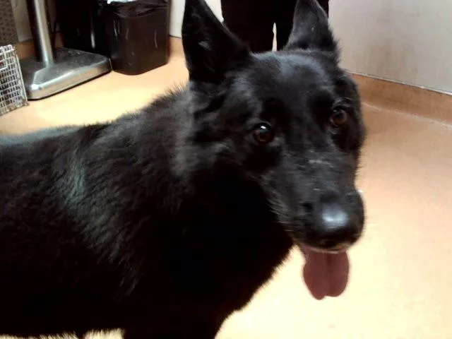 An adult large-sized female German Shepherd Dog dog named Raven for adoption in Martinez, CA