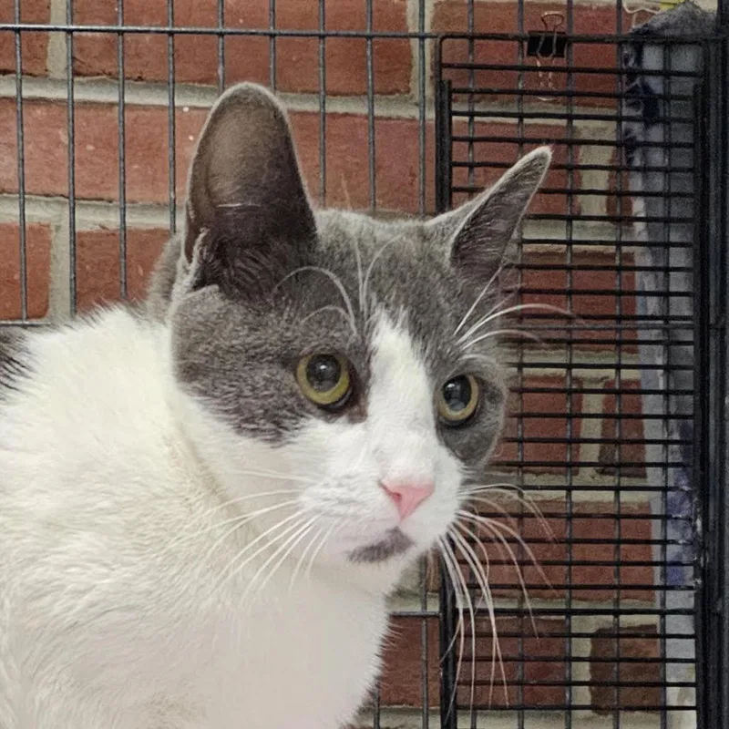 An adult large-sized female White Domestic Short Hair cat named Joy for adoption in Camden, DE