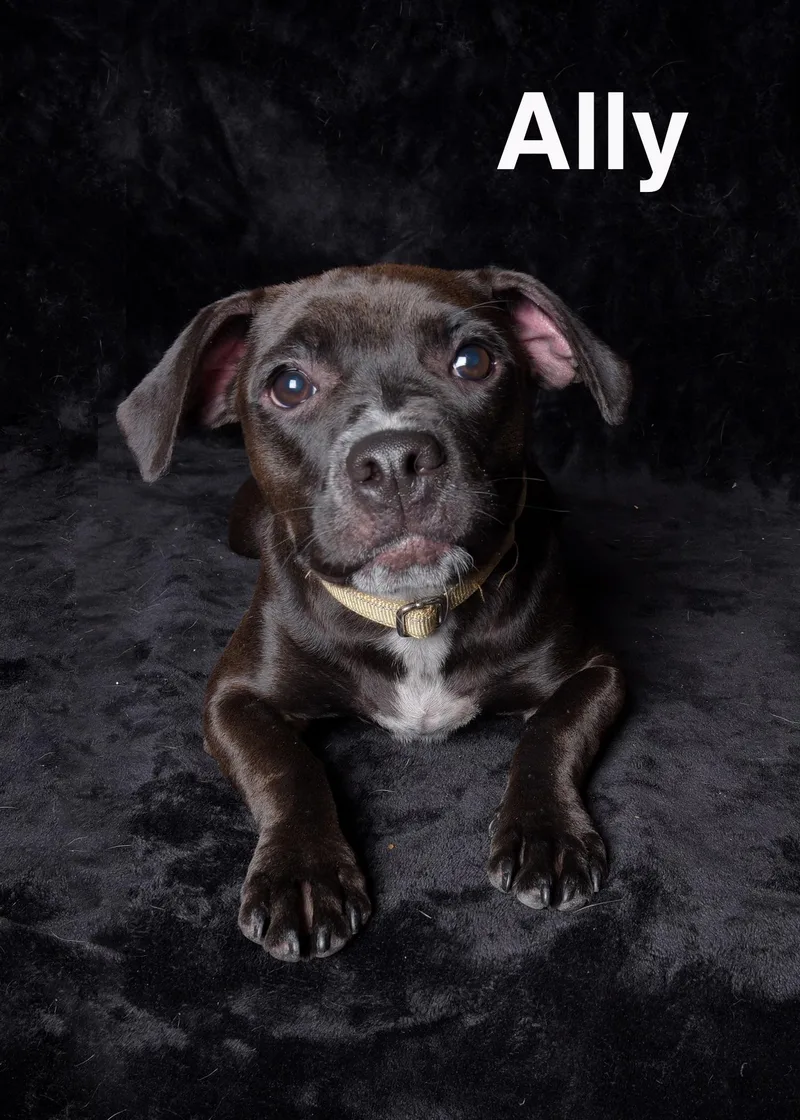 A young medium-sized female Black Pit Bull Terrier dog named Ally for adoption in Van Nuys, CA
