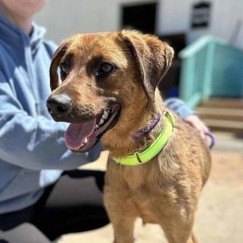 An adult medium-sized female Brown / Chocolate Labrador Retriever dog named Loretta for adoption in Columbia, SC
