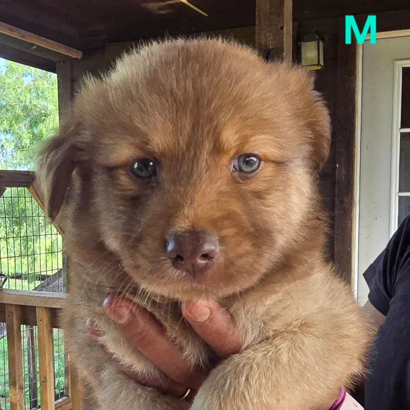 A baby small-sized male Golden Chihuahua dog named Indigo for adoption in Floresville, TX