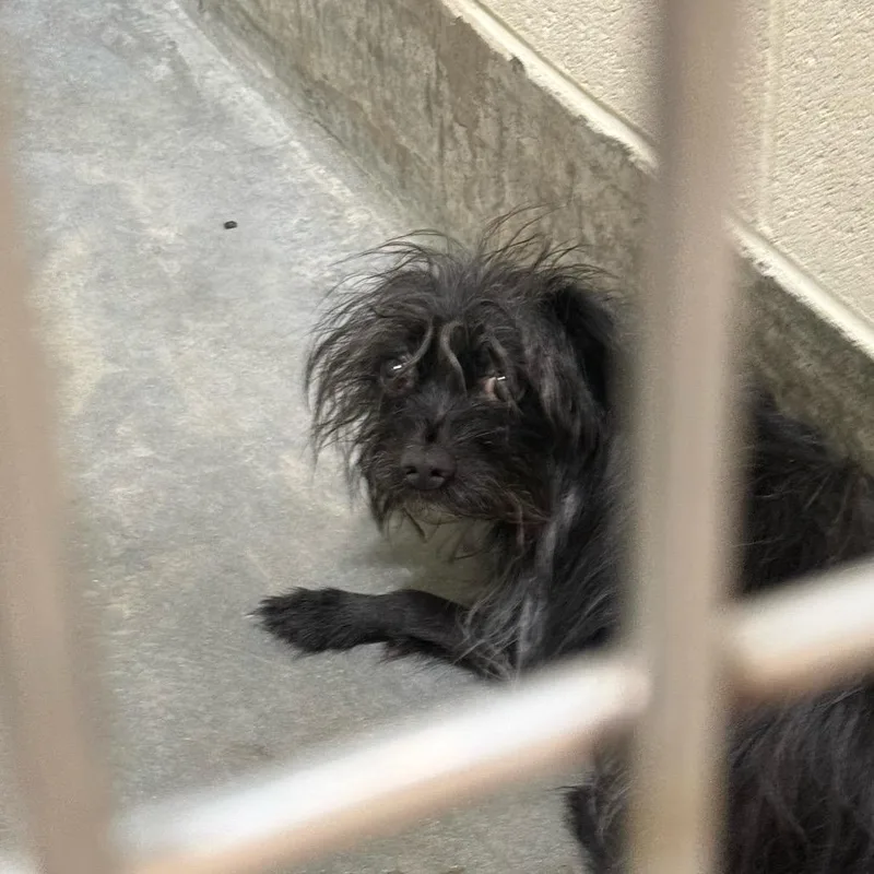 An adult small-sized male Black Terrier dog named IEPAStray for adoption in Upland, CA