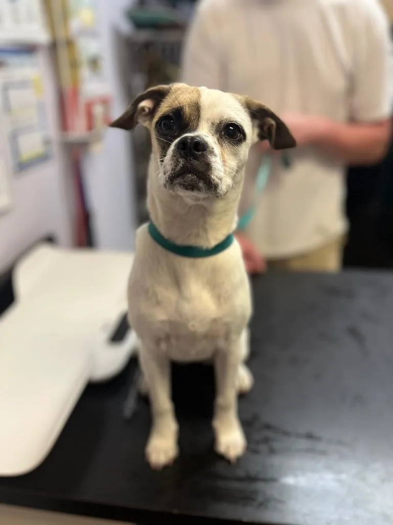 A baby small-sized female Chihuahua dog named Spastic for adoption in New Braunfels, TX