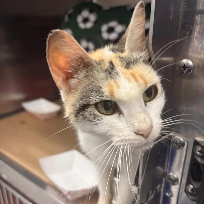 An adult small-sized female White Domestic Short Hair cat named Betty for adoption in Greenville, SC