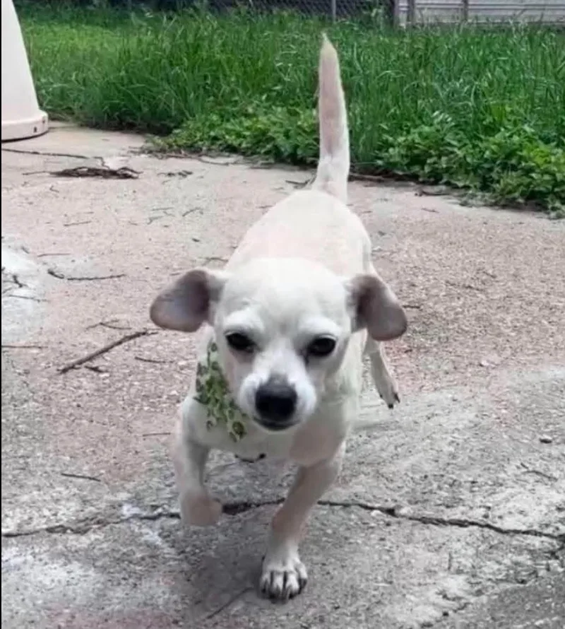 A young small-sized male White / Cream Chihuahua dog named J.j. for adoption in Dyer, IN