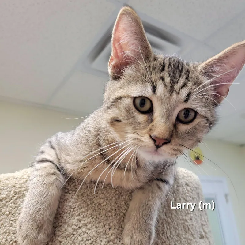 A baby medium-sized male Tabby (Brown / Chocolate) Domestic Short Hair cat named Larry for adoption in Mazon, IL
