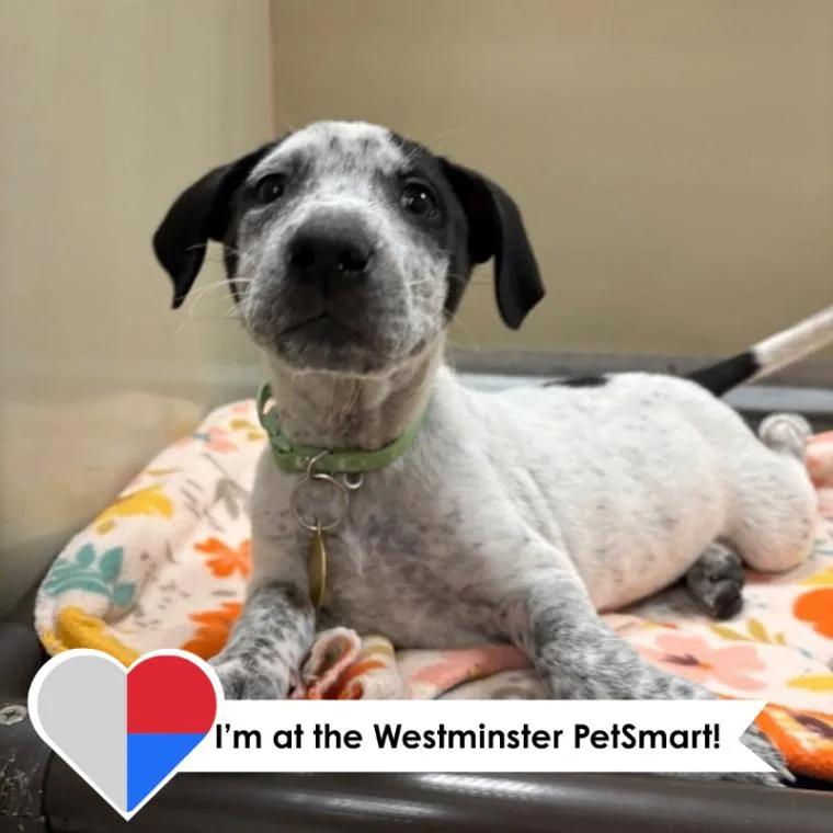 A baby medium-sized male White / Cream Cattle Dog dog named Oreo for adoption in Fort Collins, CO