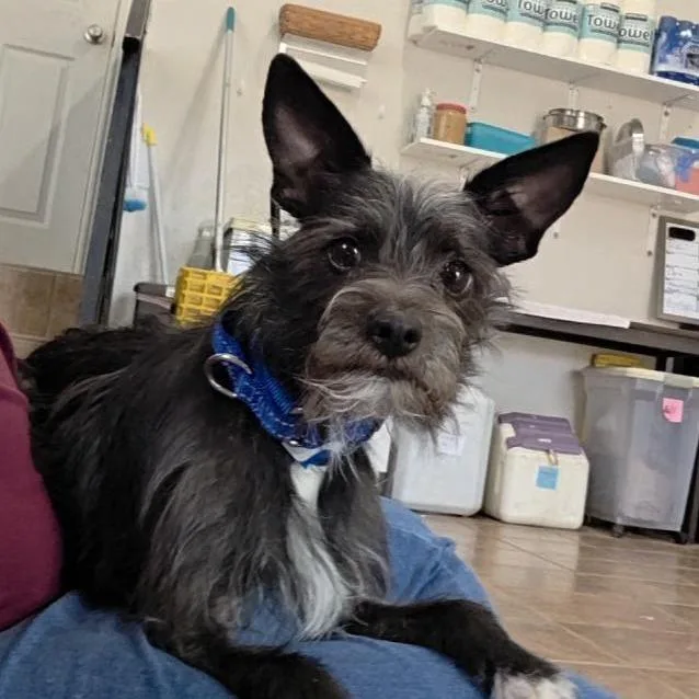 An adult small-sized male Black Terrier dog named Adobo for adoption in Kanab, UT