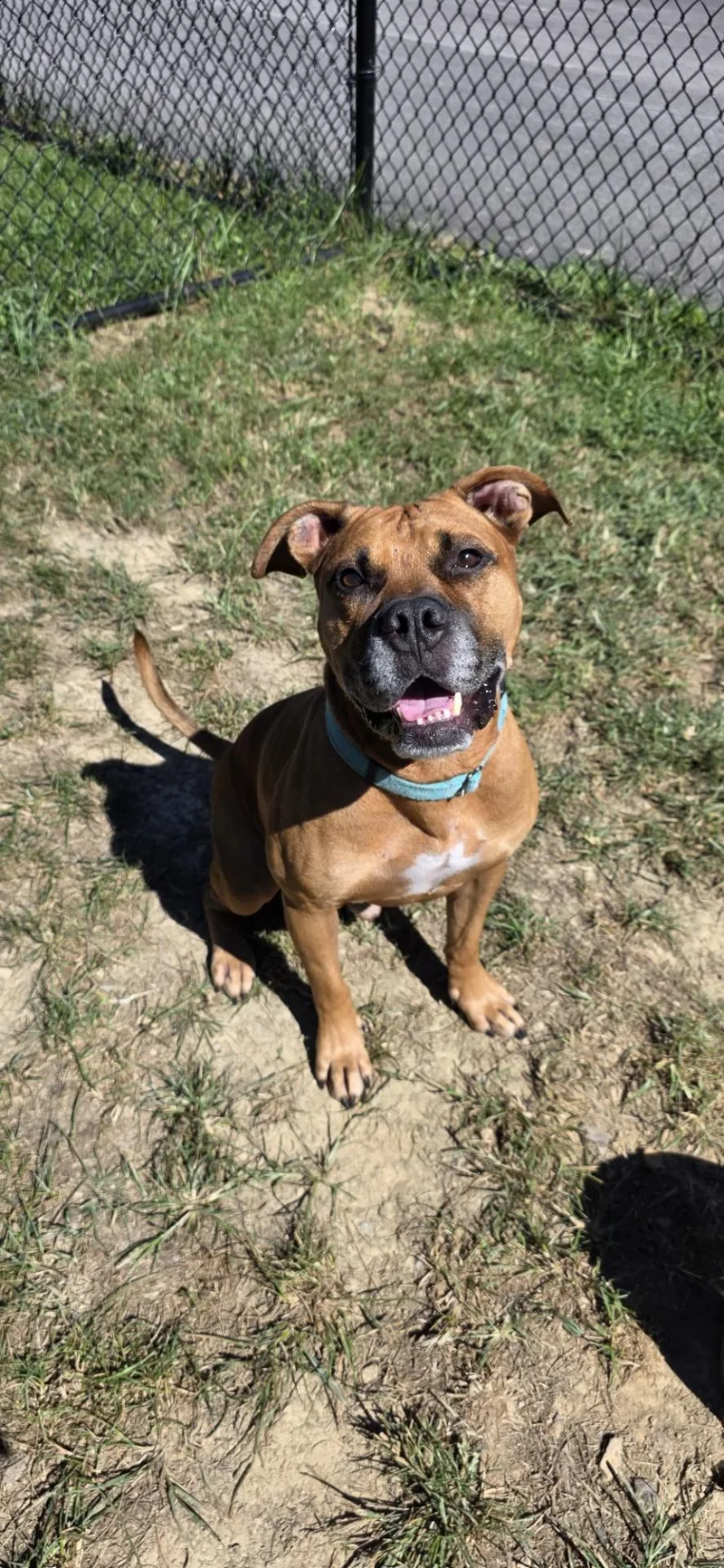 An adult large-sized male Red / Chestnut / Orange American Bully dog named Reckless for adoption in Shepherdsville, KY