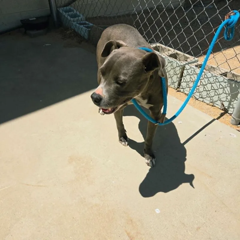 A young medium-sized female American Staffordshire Terrier dog named Jada for adoption in California City, CA