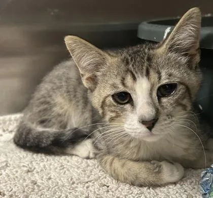 A young small-sized male Domestic Short Hair cat named Billy Bob for adoption in Phoenix, AZ