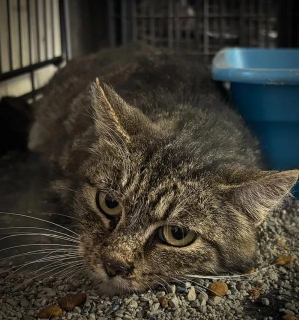 A young medium-sized female Domestic Short Hair cat named Penelope for adoption in Princeton, IN