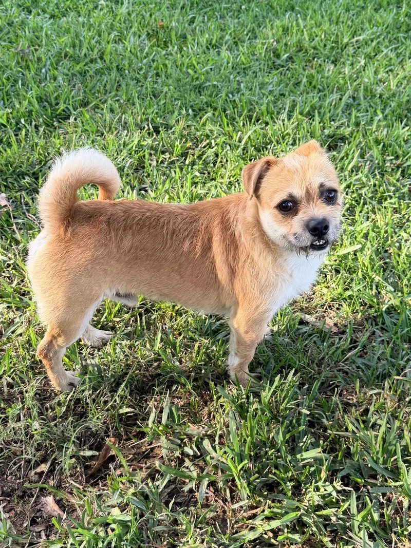 An adult small-sized male Apricot / Beige Brussels Griffon dog named Spike for adoption in Baker, LA