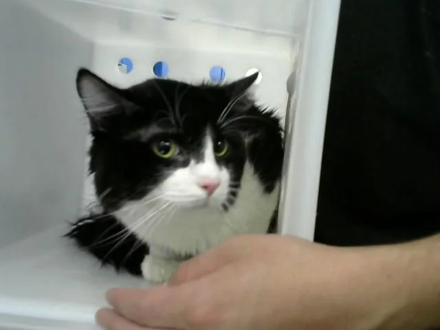 An adult medium-sized male Domestic Medium Hair cat named Jack for adoption in Albuquerque, NM