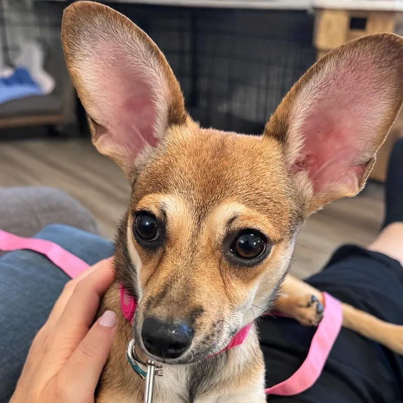 A baby small-sized female Yellow / Tan / Blond / Fawn Chihuahua dog named Zoë for adoption in Baldwin, MD