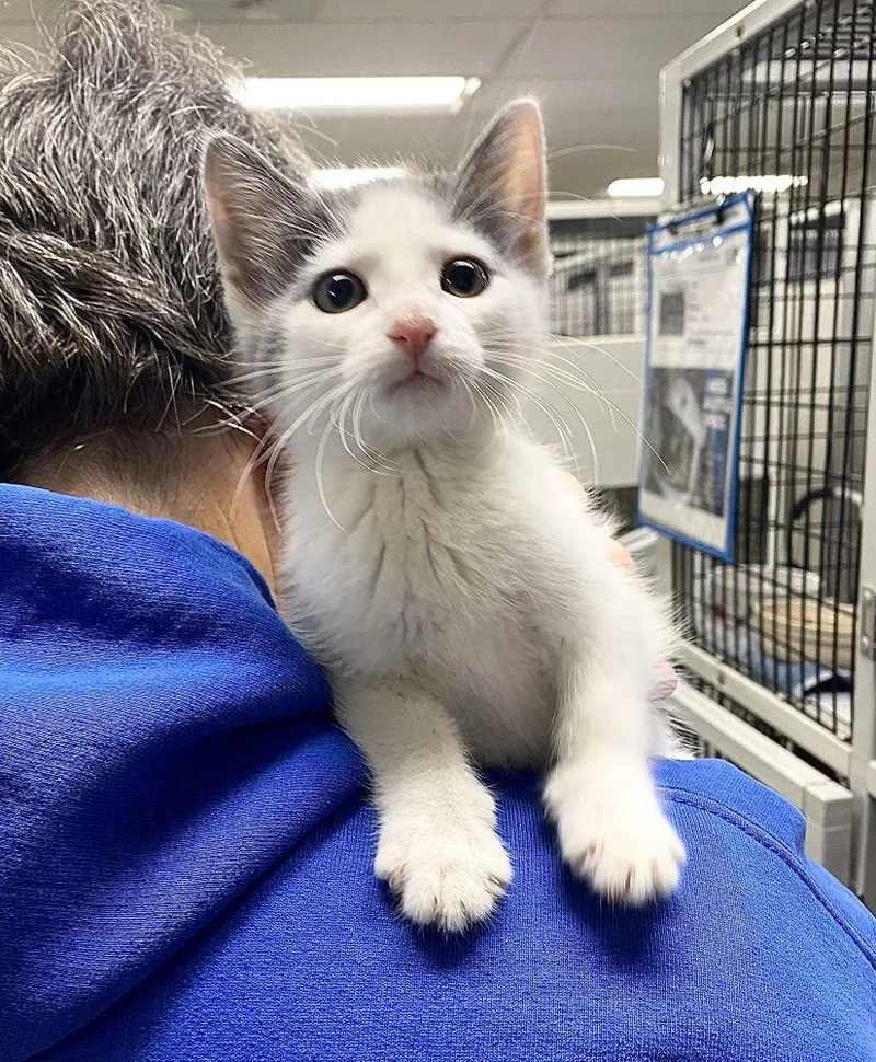 A baby small-sized female White Domestic Short Hair cat named Daisy for adoption in Alexandria, VA