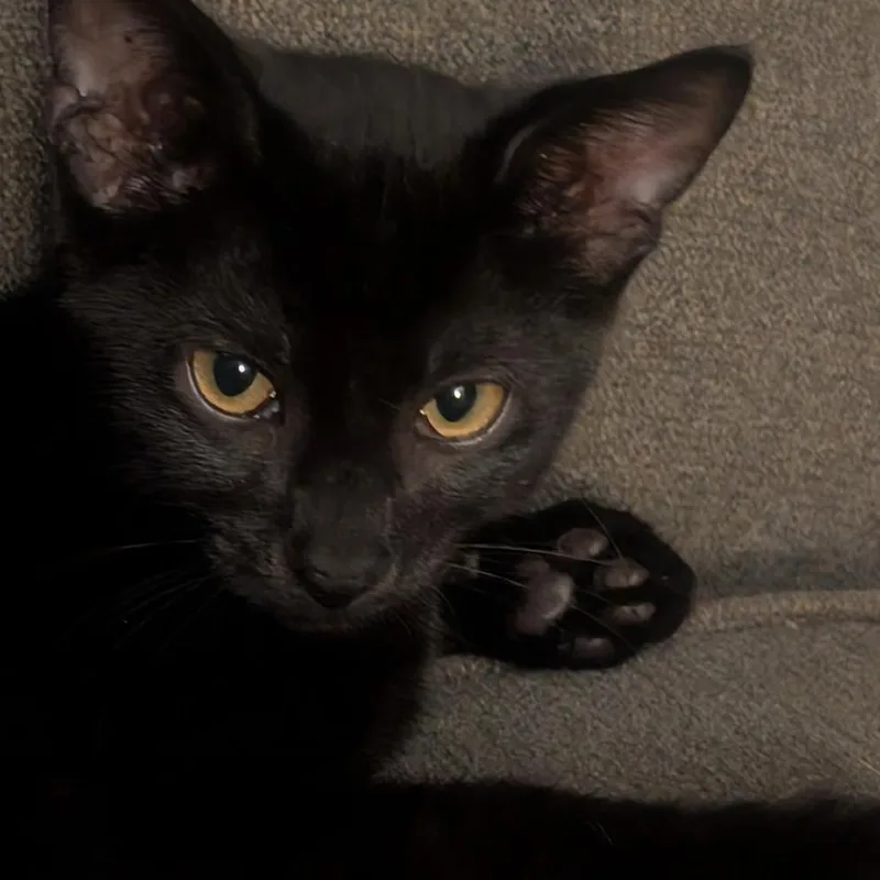 A baby small-sized female Gray / Blue / Silver Domestic Short Hair cat named Beth for adoption in Brea, CA