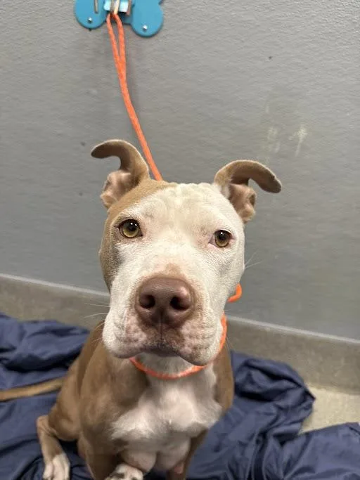 A young medium-sized female Pit Bull Terrier dog named Espresso for adoption in Las Vegas, NV