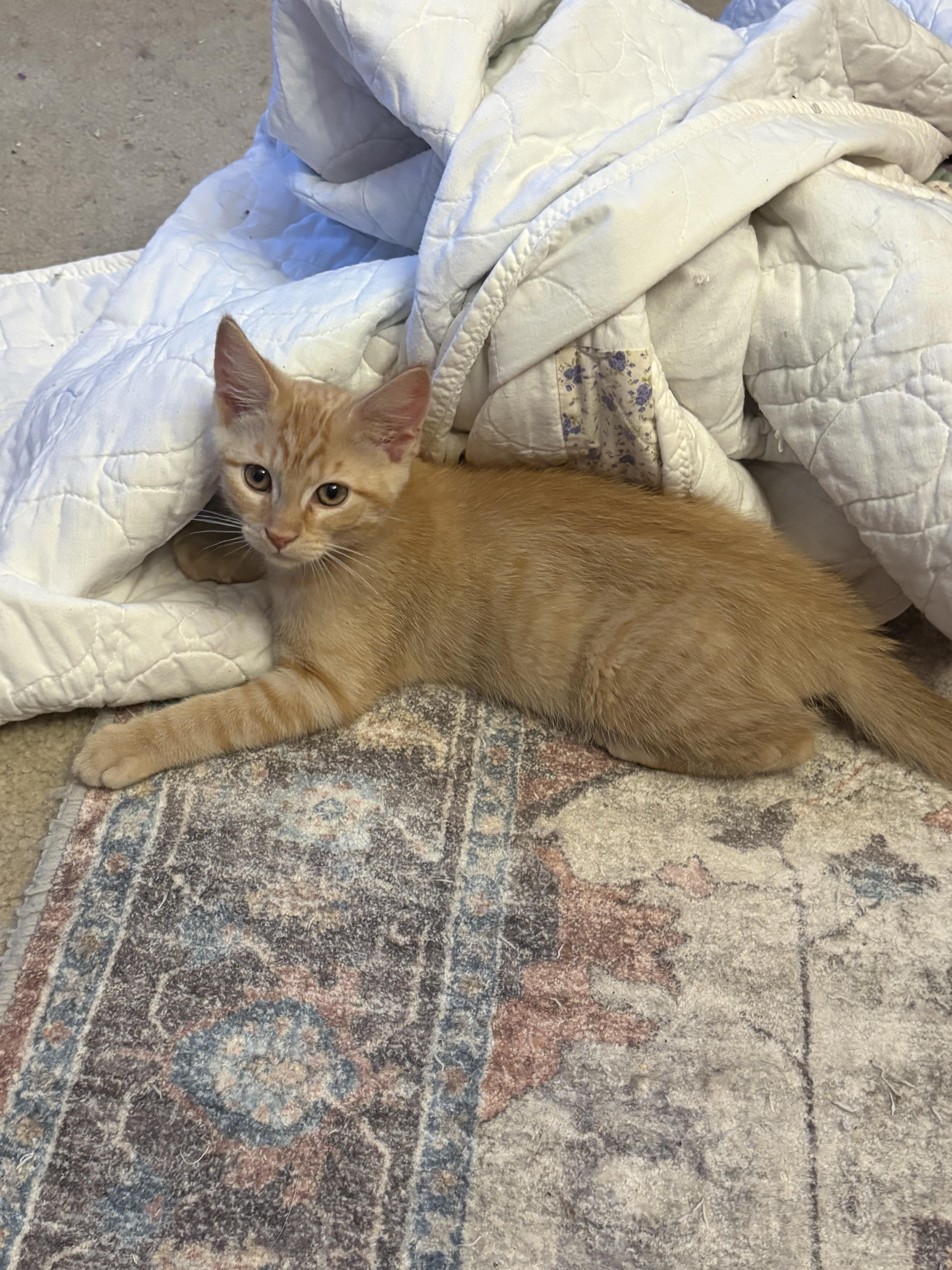 A baby small-sized male Tabby (Orange / Red) Domestic Short Hair cat named Allegro for adoption in Indianapolis, IN