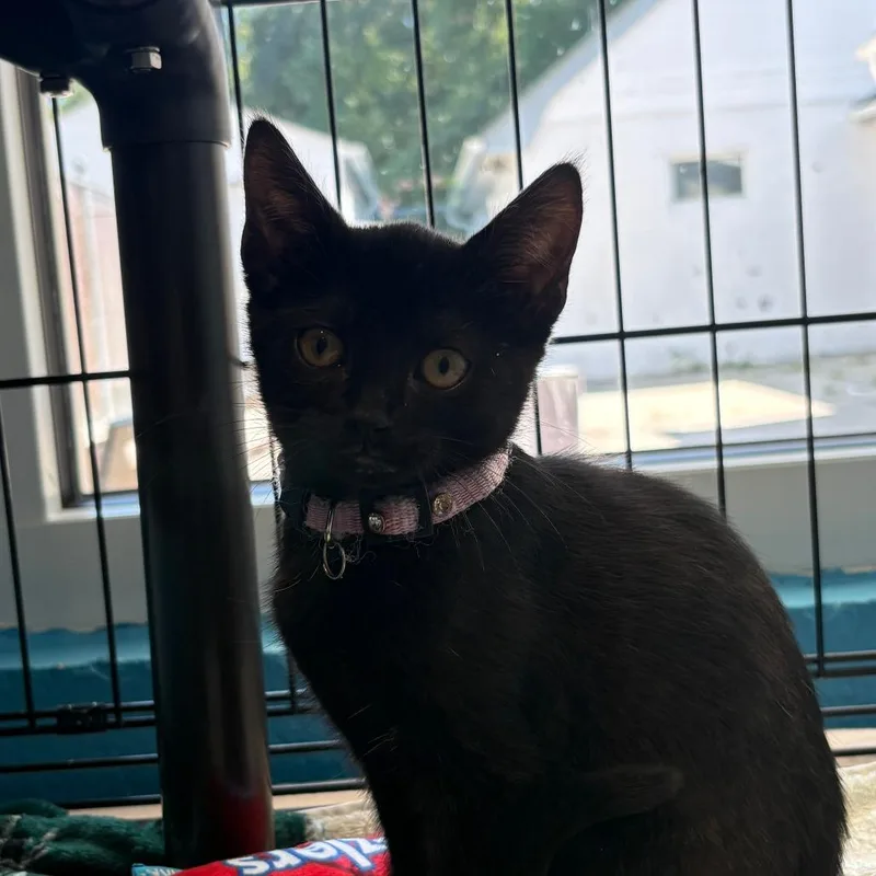 A baby small-sized female Black Domestic Short Hair cat named Evie FKA Hula Hoop for adoption in Chesapeake, VA
