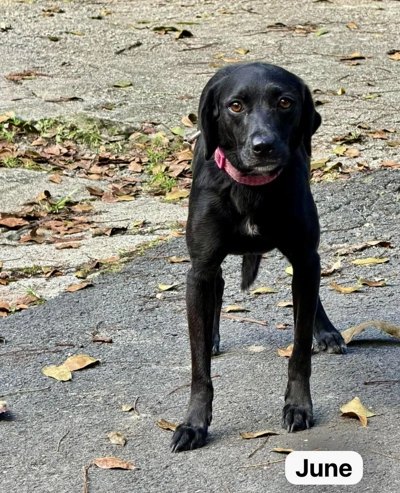 An adult medium-sized female Black Labrador Retriever dog named June for adoption in Punta Santiago, PR
