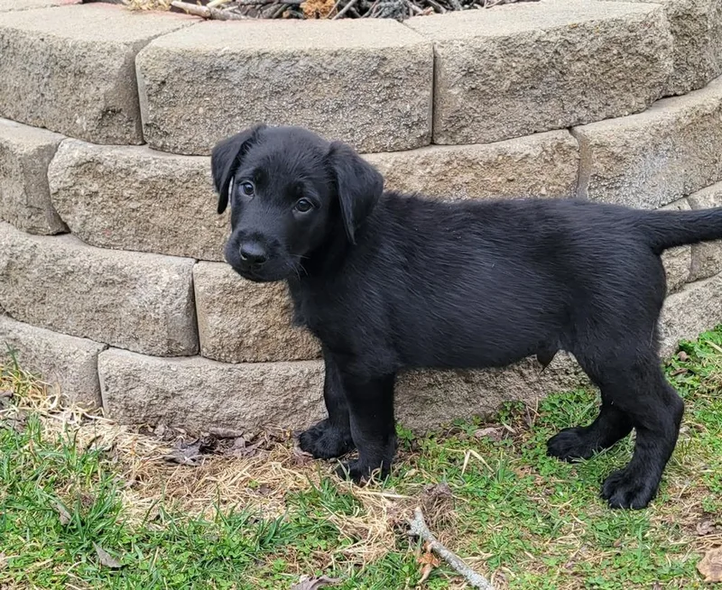 Orpington thumbnail 3